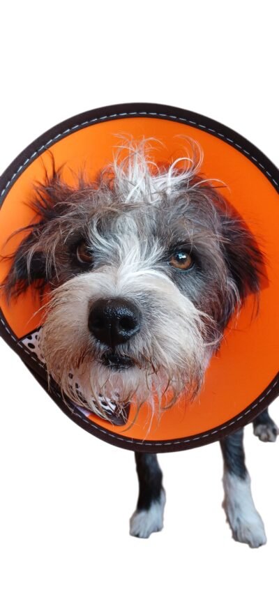 ISABELINO DE COLOR PARA PERRO "S" - Imagen 7