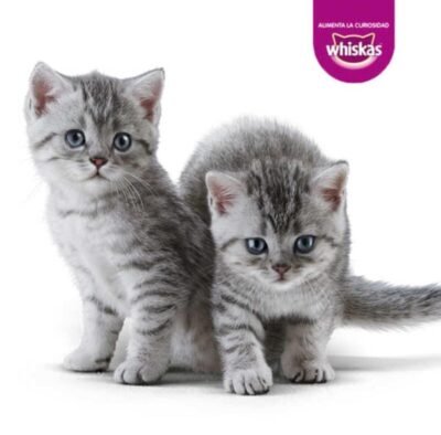 WHISKAS GATITOS 85 Gr - Imagen 3