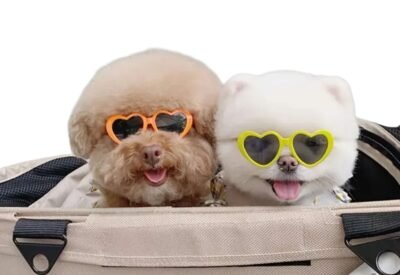 GAFAS PARA PERROS - Imagen 5